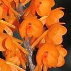 Ascocentrum miniatum, orchid�es