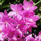 Ascocentrum mpullaceum, orchid�e