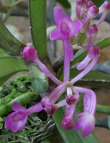 Ascocentrum pusillum orquídea semillas