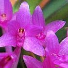 Ascocentrum pusillum, orchid�es