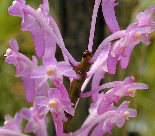 Ascocentrum rubescens orchidea semi