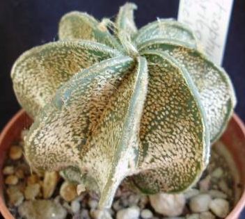 Astrophytum capricorne v. form stachellos Kaktus Samen