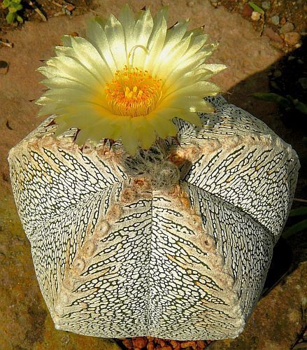 Astrophytum myriostigma cv. ONZUKA Cacti semillas