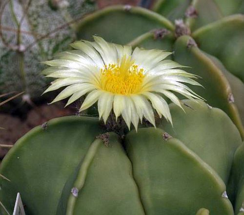 Astrophytum niveum v. nudum Cacti semillas