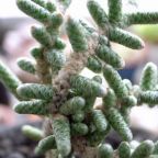 Avonia ustulata, Avonia  - Anacampseros