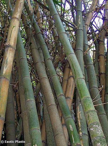 Bambusa arundinacea bambú gigante semillas