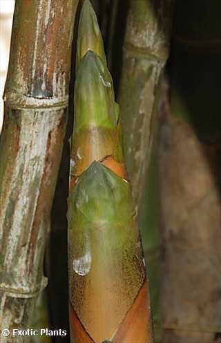 Bambusa arundinacea bambú gigante semillas