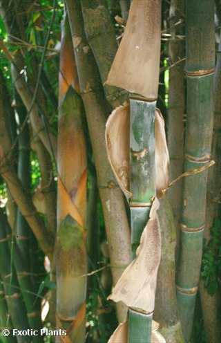 Bambusa arundinacea bambù gigante semi