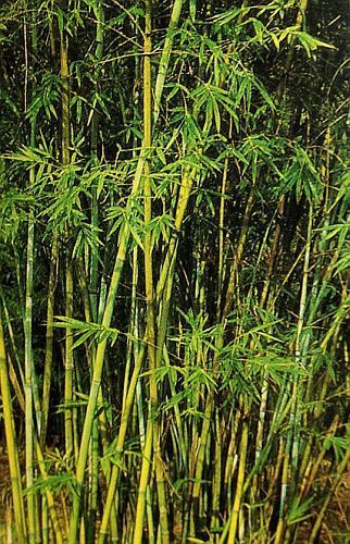 Bambusa cerosissima bambù semi