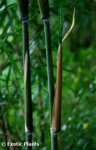 Bambusa distegia bambú semillas