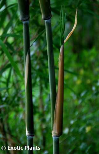 Bambusa distegia bambou chaumes vertes graines