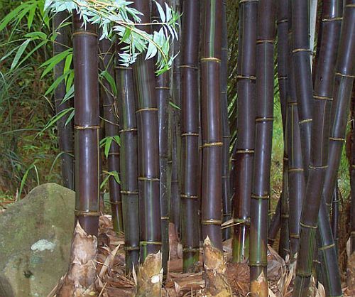 Bambusa lako bambú negro de Timor semillas