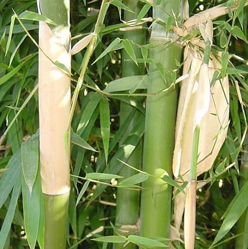 Bambusa nutans Nepal bambù semi