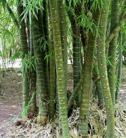 Bambusa tuldoides  semillas