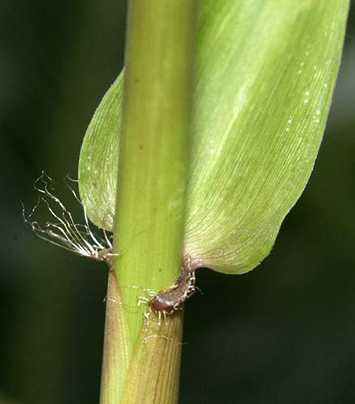 Bambusa ventricosa  semi