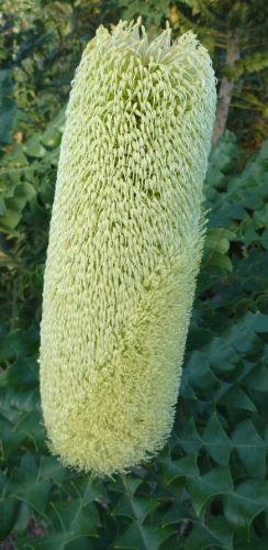 Banksia grandis  semi