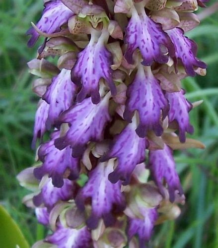 Barlia robertiana orquídea semillas