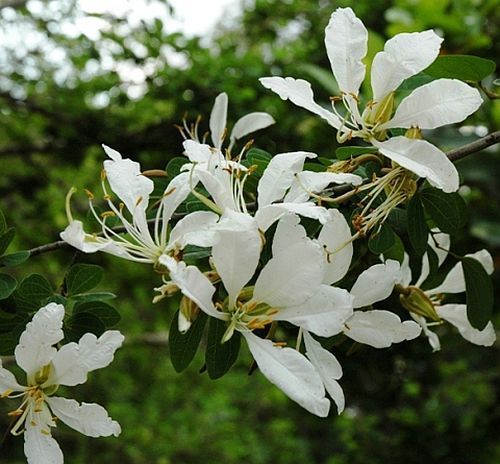 Bauhinia bowkeri árbol de orquídeas semillas