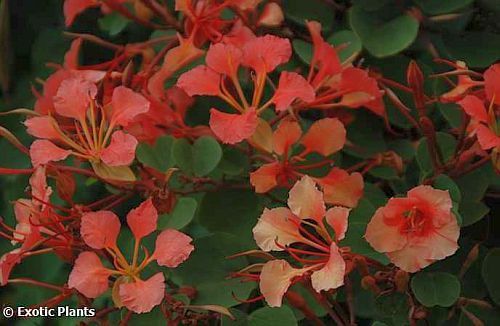 Bauhinia galpinii arbre orchidée rouge graines