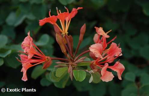 Bauhinia galpinii árbol de la orquídea roja semillas