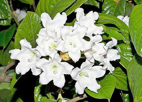Beaumontia grandiflora Trompeta blanca semillas