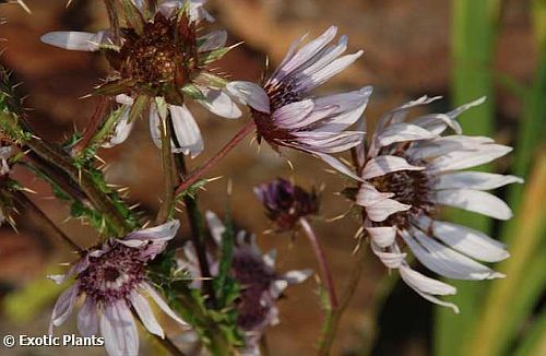 Berkheya purpurea Berkheya viola semi