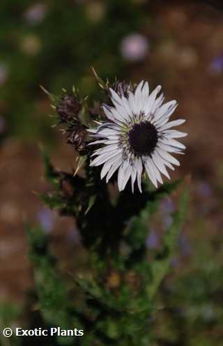 Berkheya purpurea Berkheya violet graines