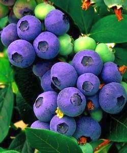 Blueberry seeds Heidelbeere Samen