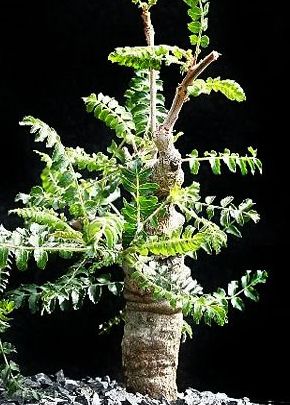Boswellia neglecta Plante caudex graines