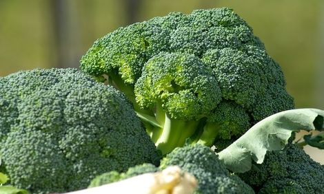 Cabbage, Broccoli, Cauliflower, and Other Brassica Crops