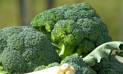 Brassica oleracea Broccoli Waltham graines