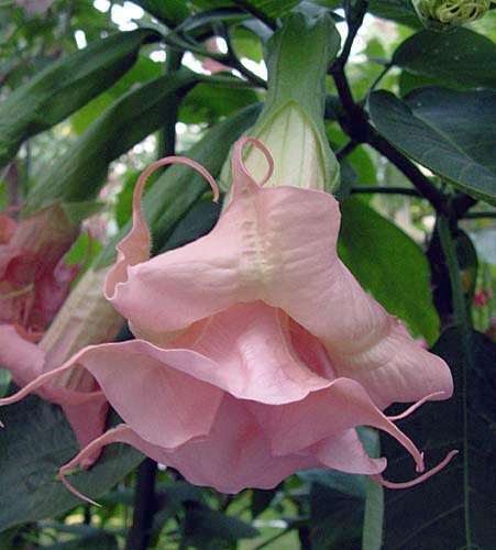Brugmansia Ecuador Pink  semillas