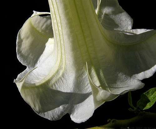 Brugmansia double white  semi