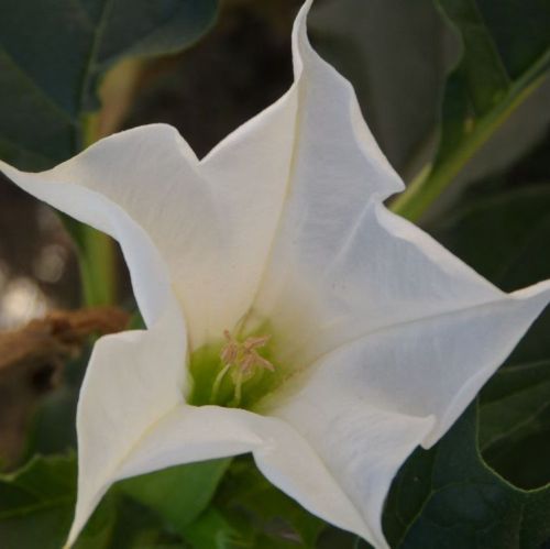 Brugmansia suaveolens White  semillas