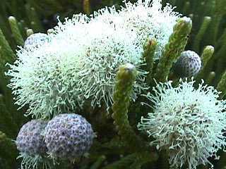 Brunia nodiflora arbusto de nieve semillas