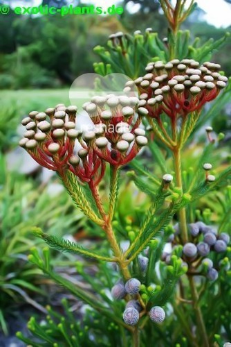 Brunia stokoei Bruniaceae Samen