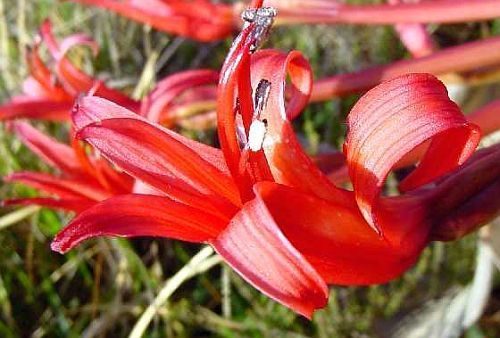 Brunsvigia orientalis Kerzenständer Blume Samen