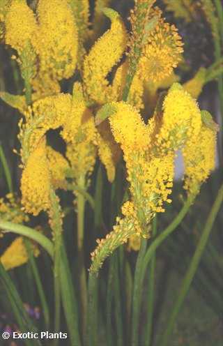 Bulbinella cauda-felis gelb