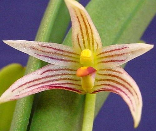 Bulbophyllum affine orquídea semillas