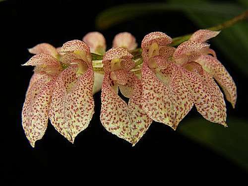 Bulbophyllum dentiferum orquídea semillas