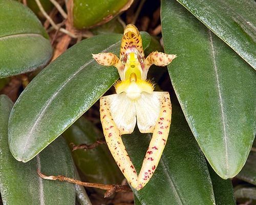 Bulbophyllum lasiochilum orquídea semillas