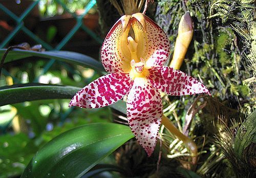 Bulbophyllum macranthum orquídea semillas