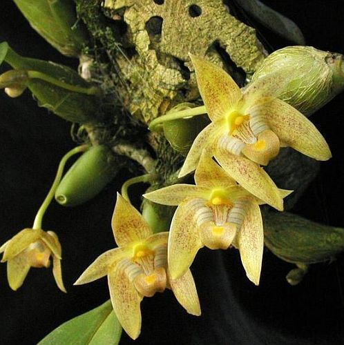 Bulbophyllum orectopetalum orchidea semi