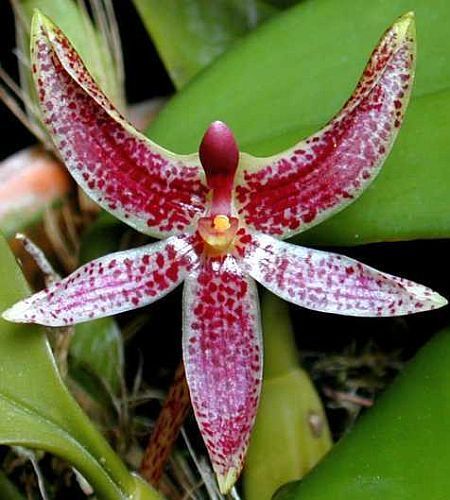 Bulbophyllum patens orquídea semillas