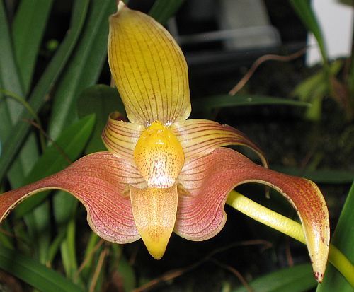 Bulbophyllum polystictum orquídea semillas