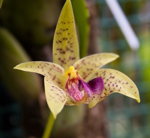 Bulbophyllum rufuslabrum orchidées graines