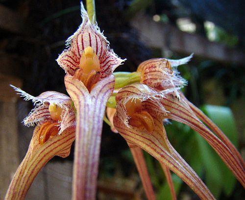 Bulbophyllum sanguineopunctatum  rot gepunkteter Bulbophyllum Samen