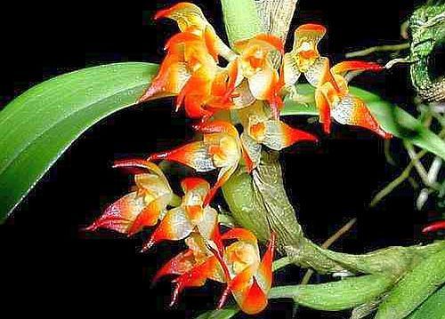 Bulbophyllum sessile orquídea semillas