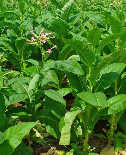 Burley Tobacco Nicotiana tabacum  semillas