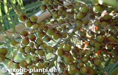 Butia capitata sinonimo: Cocos capitata, Cocos australis, Diplothemium campestre semi